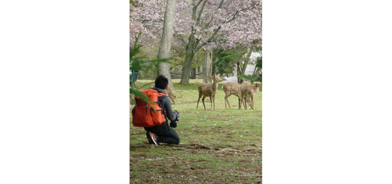 TV Sakura: O calatorie prin peisajele rurale ale Japoniei la televizor.