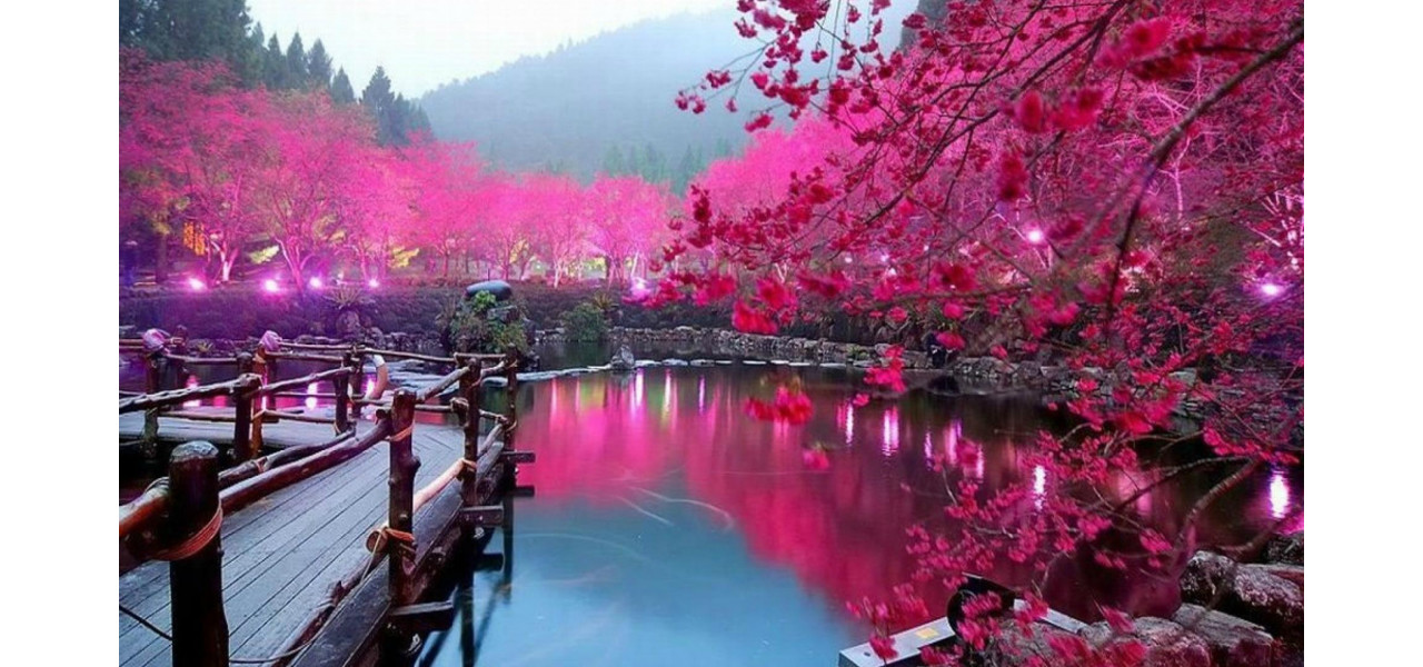 TV Sakura celebreaza frumusetea naturii japoneze prin emisiuni de calatorie.