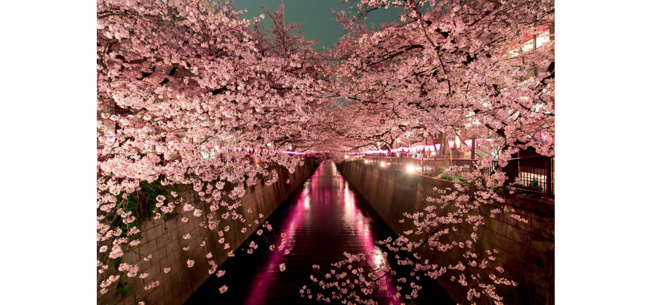 TV Sakura navigand in lumea programelor japoneze de explorare urbana.