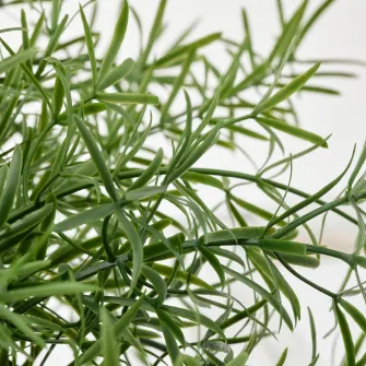 FEJKA planta artificiala, interior/exterior Asparagus/suspendata, 12 cm