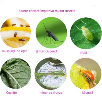 Set 36 capcane pentru mustele din fructe, Adezive, Galben